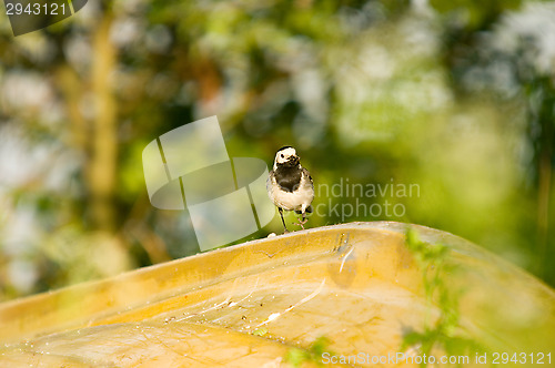 Image of Motacilla alba