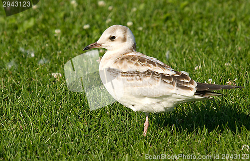 Image of Gull