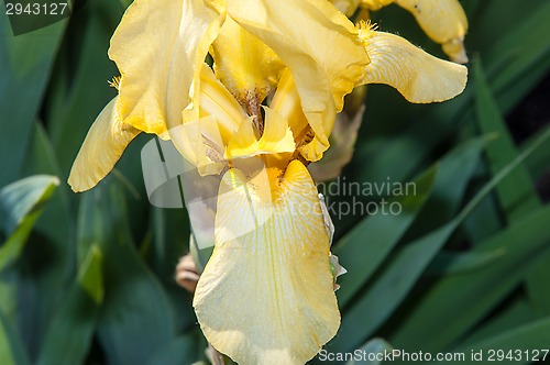 Image of Iris blooming in spring