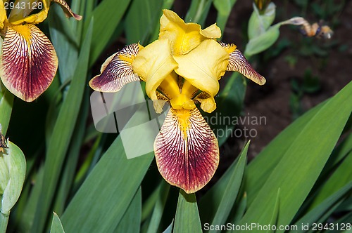 Image of Iris blooming in spring