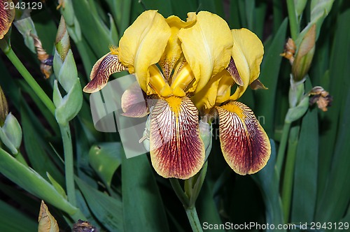 Image of Iris blooming in spring