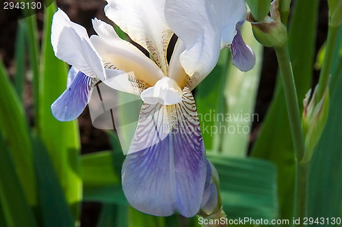 Image of Iris blooming in spring