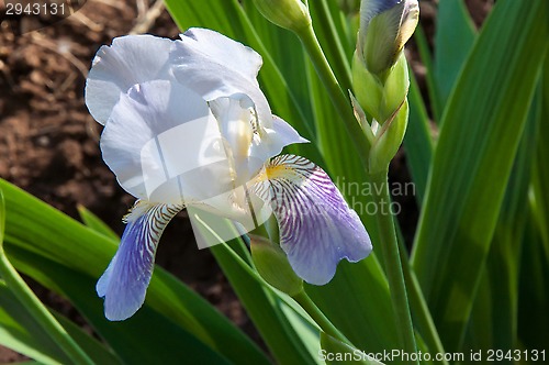 Image of Iris blooming in spring