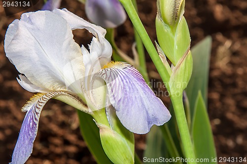 Image of Iris blooming in spring