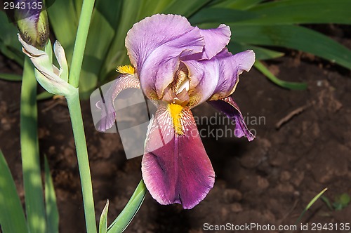 Image of Iris blooming in spring