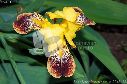 Image of Iris blooming in spring