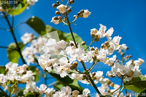 Image of Flower Catalpa