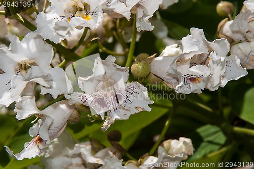 Image of Flower Catalpa