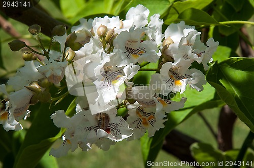 Image of Flower Catalpa