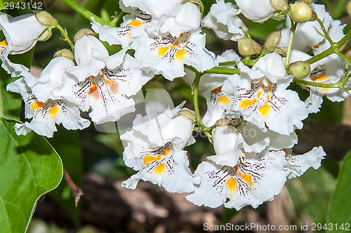 Image of Flower Catalpa