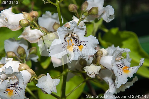 Image of Flower Catalpa