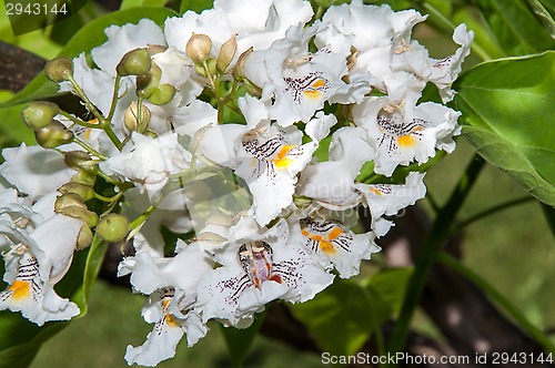 Image of Flower Catalpa