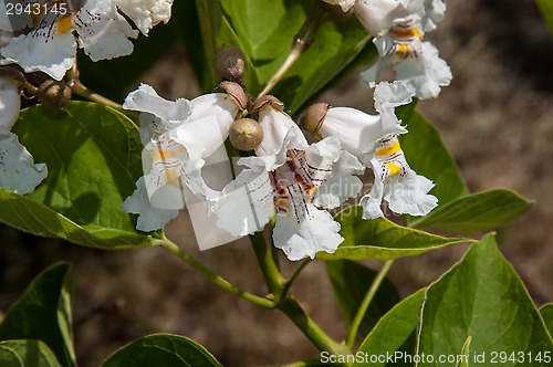 Image of Flower Catalpa