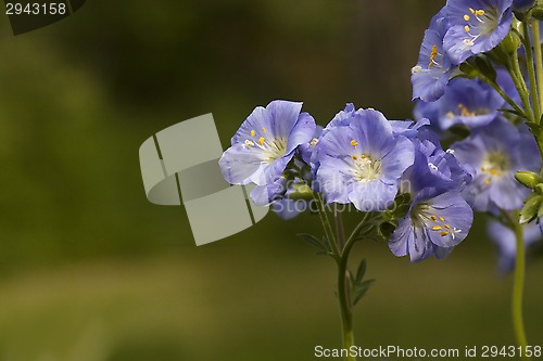 Image of blue flowers