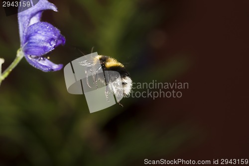 Image of bumble bee in air
