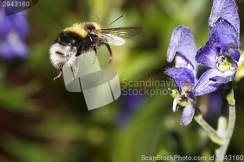 Image of flying bumble bee