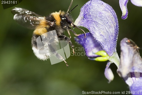 Image of flying