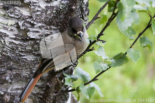 Image of siberian jay