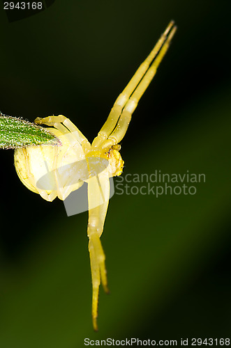 Image of Spider
