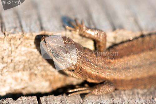 Image of Lizard