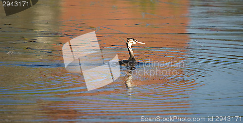 Image of Podiceps cristatus