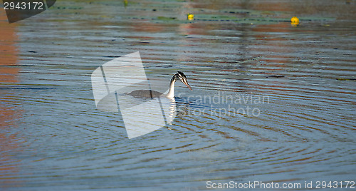 Image of Podiceps cristatus