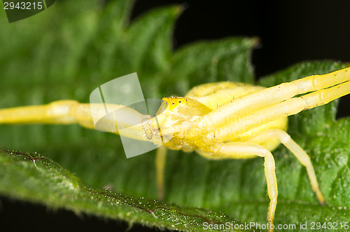 Image of Spider