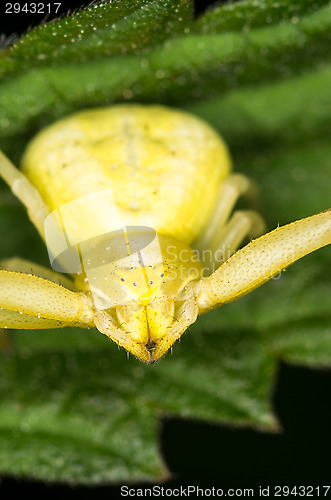 Image of Spider