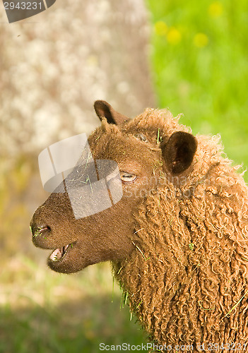 Image of Sheep