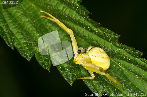 Image of Spider
