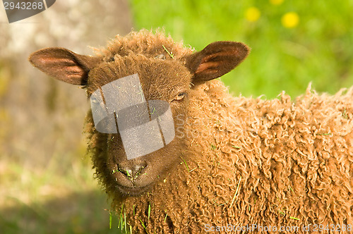 Image of Sheep