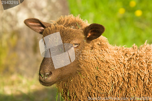 Image of Sheep