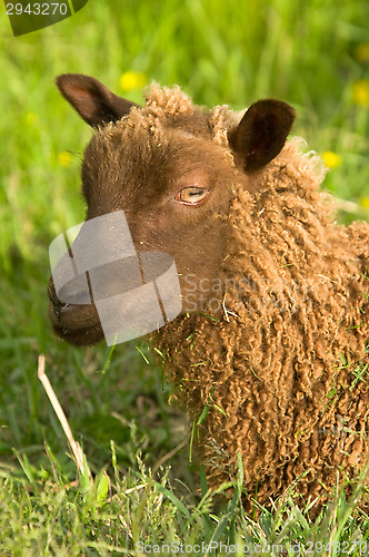 Image of Sheep