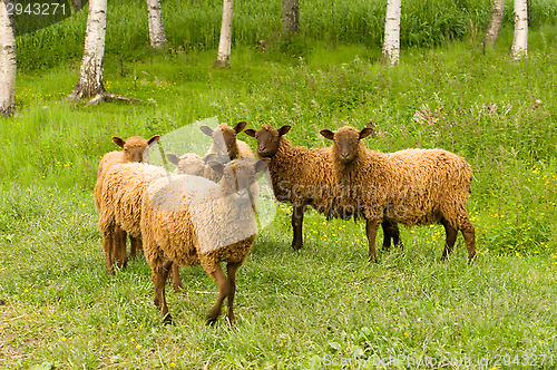 Image of Sheep