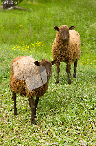 Image of Sheeps