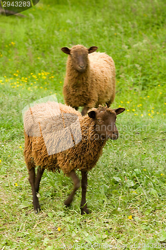 Image of Sheeps