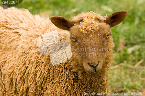Image of Sheep