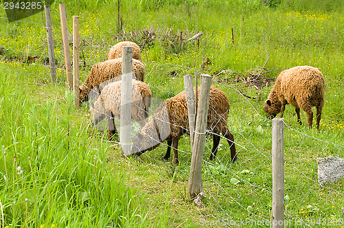 Image of Sheeps