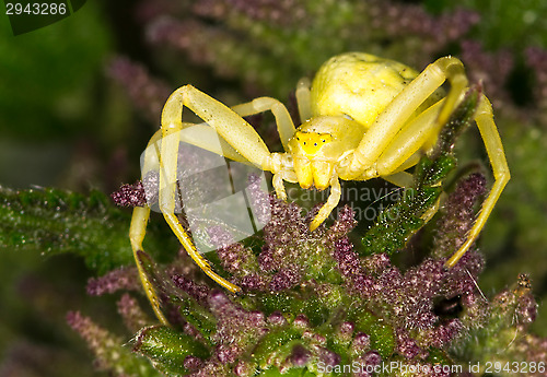 Image of Spider