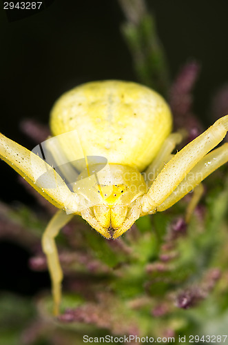 Image of Spider