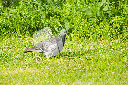 Image of Pigeon