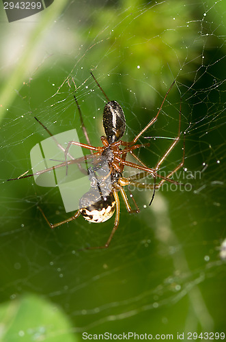 Image of Spiders mating