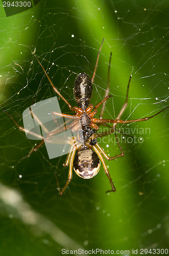 Image of Spiders mating