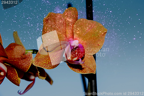 Image of Orchid flowers,