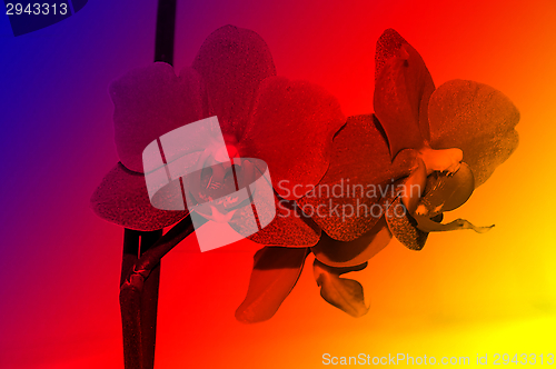 Image of Orchid flowers,