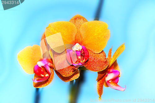 Image of Orchid flowers,