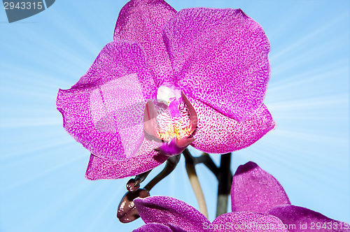 Image of Orchid flowers,