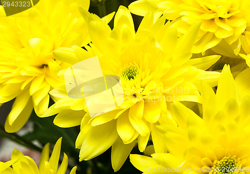 Image of Chrysanthemum