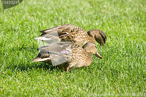 Image of Ducks