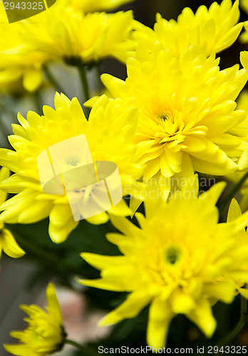 Image of Chrysanthemum